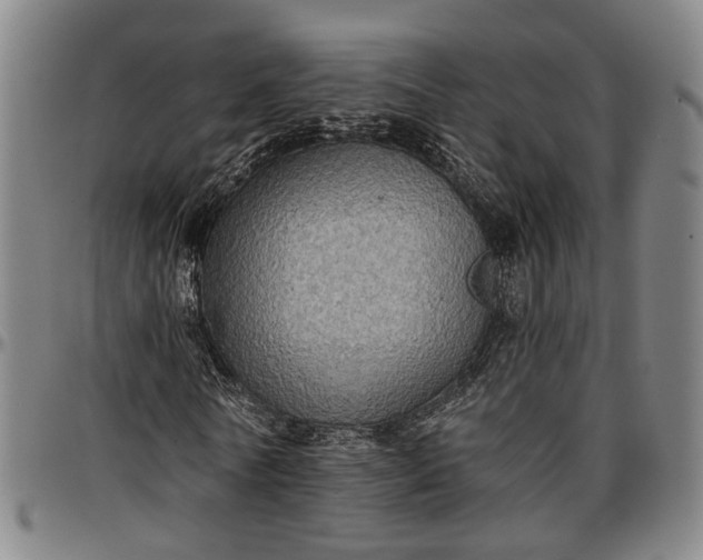 X0000096660770200802191306