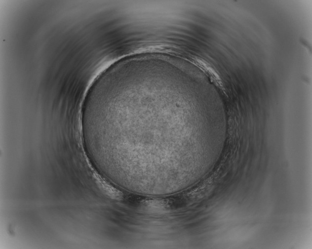 X0000096660792200802191305