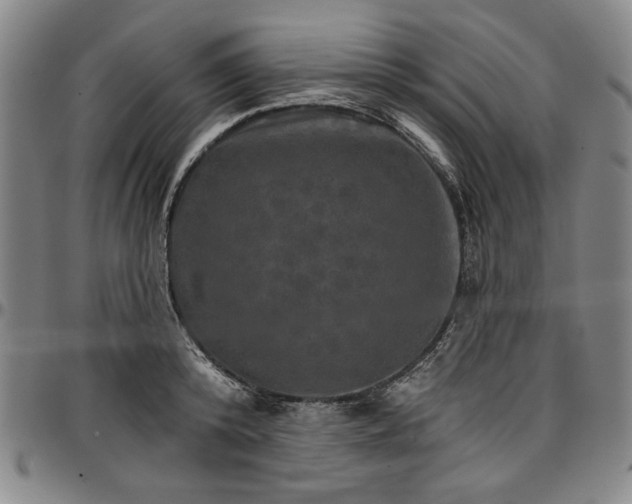 X0000096660800200802191305