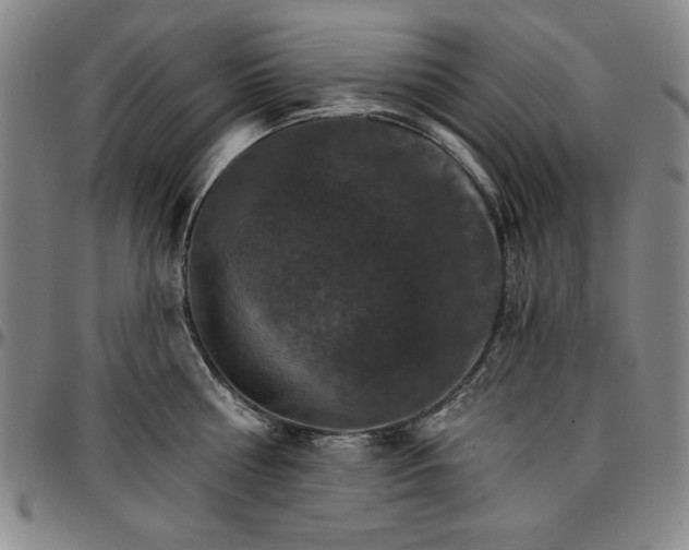 X0000096660810200802191305