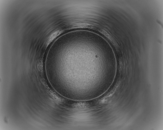 X0000096660834200802191305