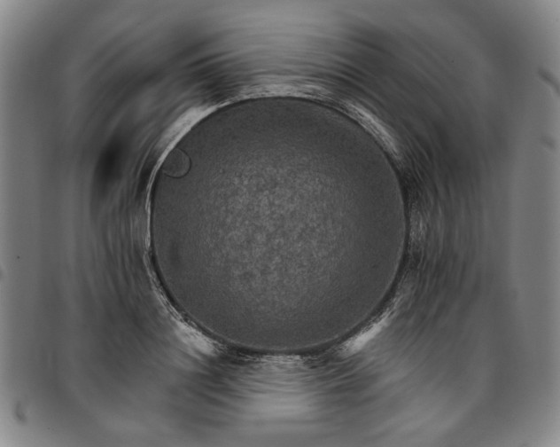 X0000096660844200802191305