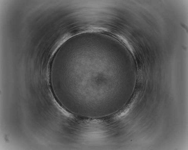 X0000096660851200802191305