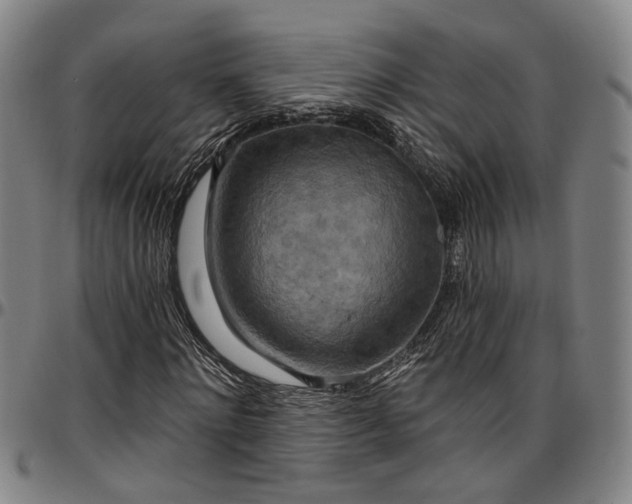 X0000096660868200802191304