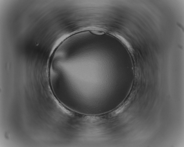 X0000096660910200802191304