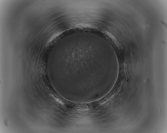 X0000096660919200802191303