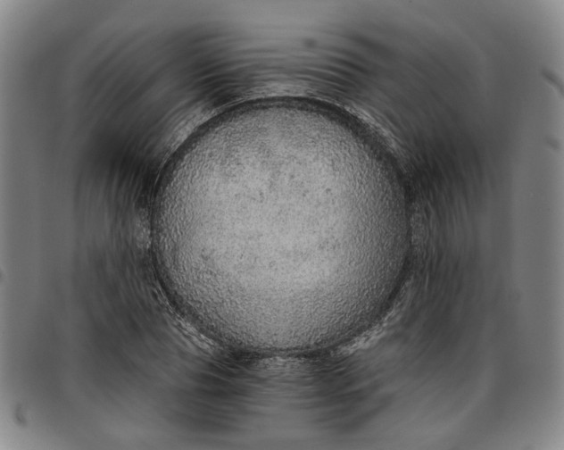 X0000096660929200802191303