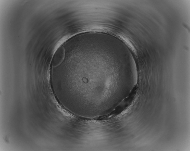 X0000096660944200802191303