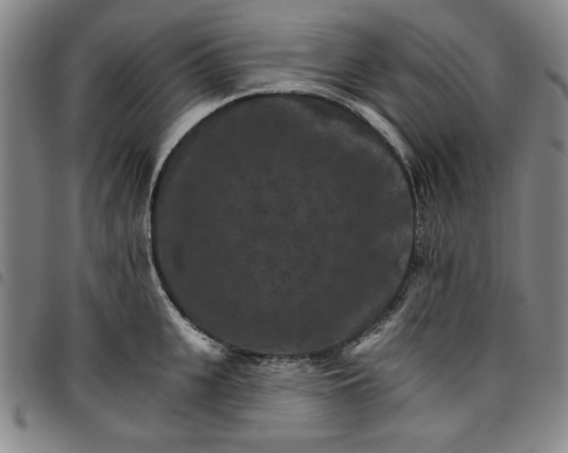 X0000096660951200802191303