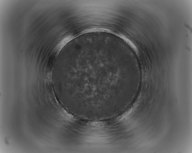 X0000096660953200802191303