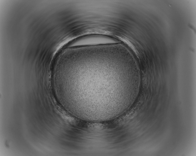 X0000096660971200802191302