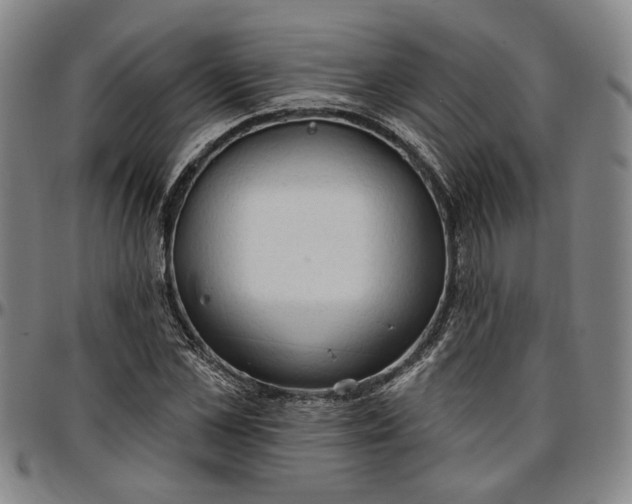 X0000096660973200802191302