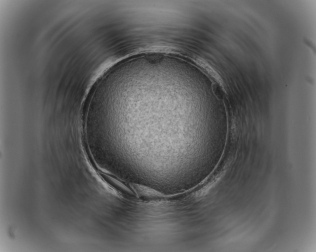 X0000096660989200802191302