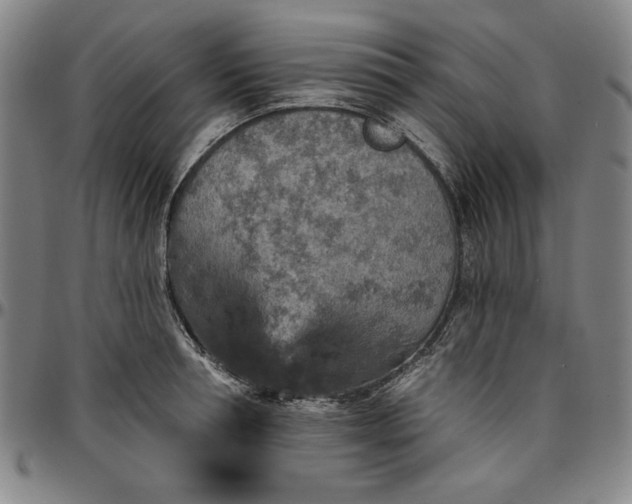 X0000096660994200802191302