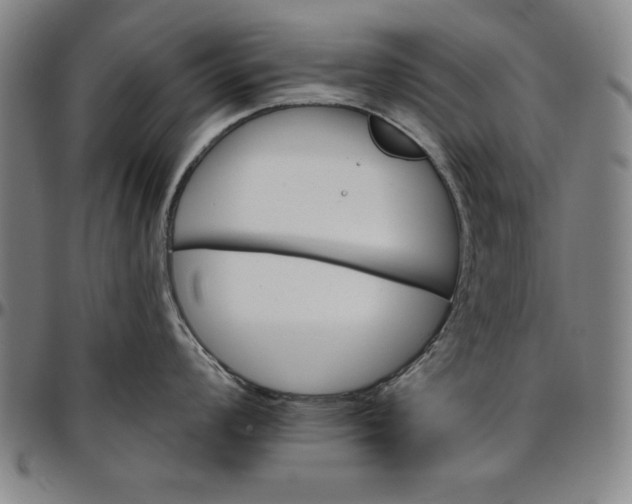 X0000096661008200802191302