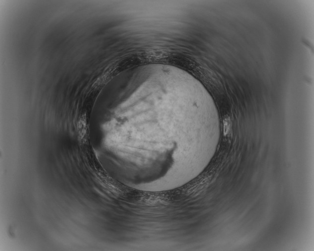 X0000096661011200802191301