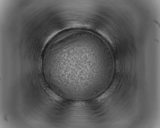 X0000096661021200802191301