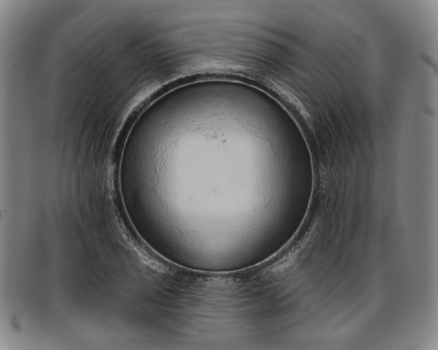 X0000096661029200802191302