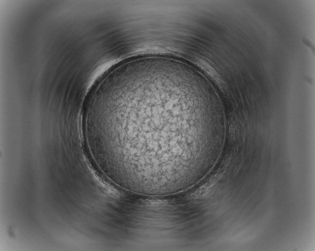 X0000096661030200802191302