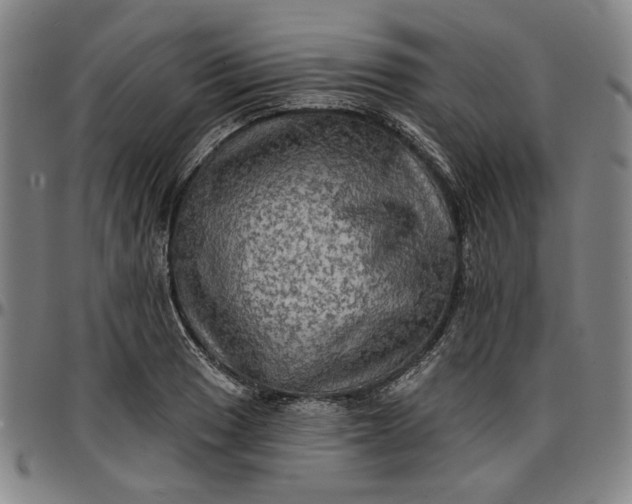 X0000096661033200802191302