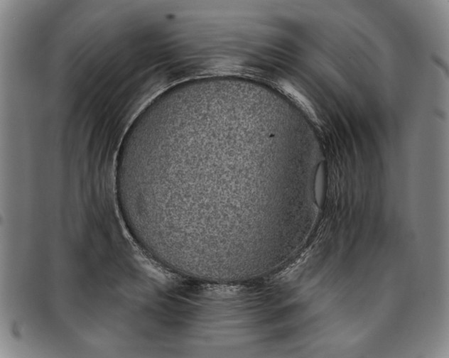 X0000096661039200802191302