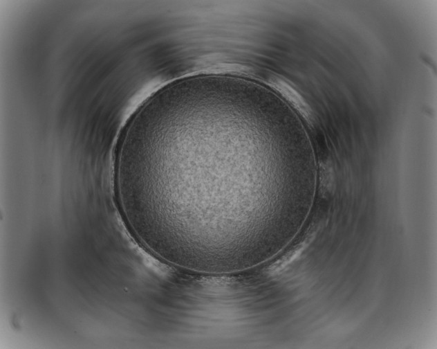 X0000096661046200802191302