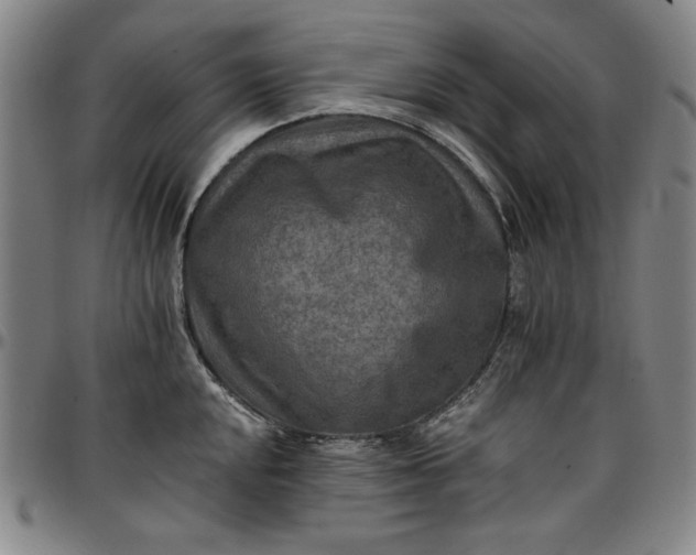 X0000096661048200802191302