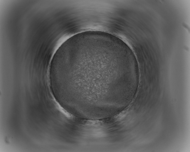 X0000096661056200802191302