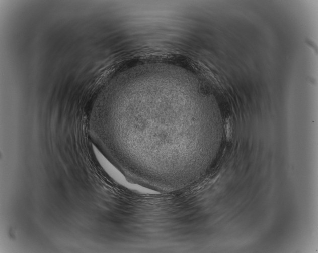 X0000096661059200802191301