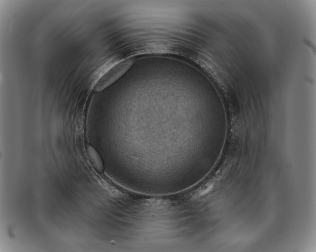 X0000096661081200802191301