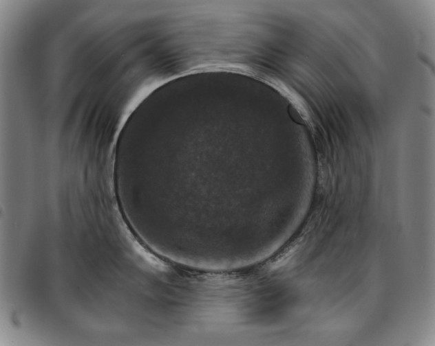 X0000096661102200802191300