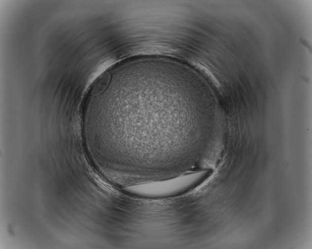 X0000096661114200802191300