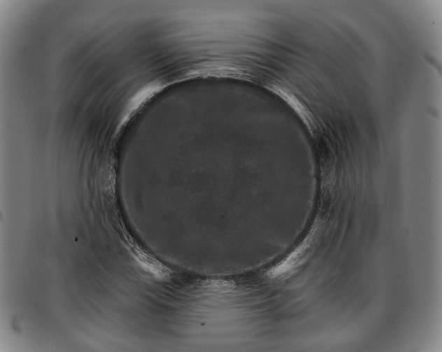 X0000096661115200802191300