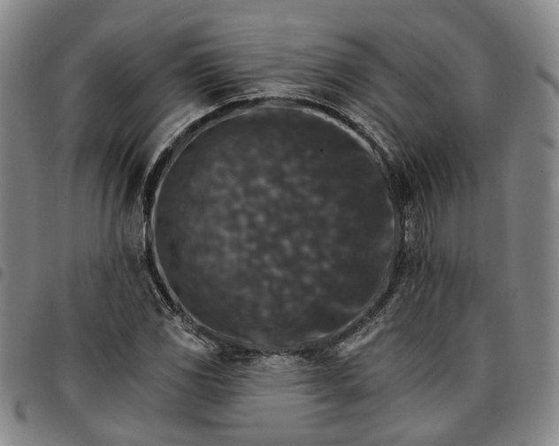 X0000096661117200802191300