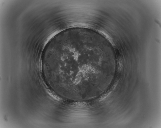 X0000096661125200802191300