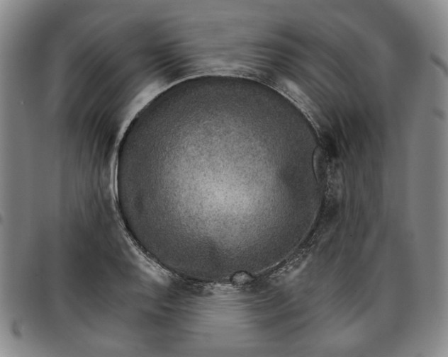 X0000096661128200802191300