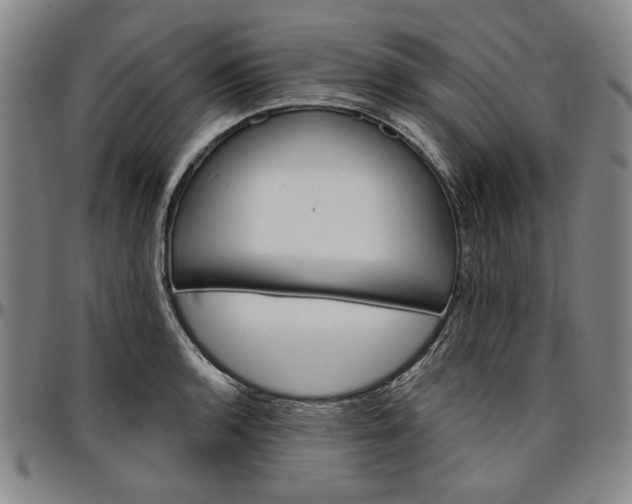 X0000096661136200802191300