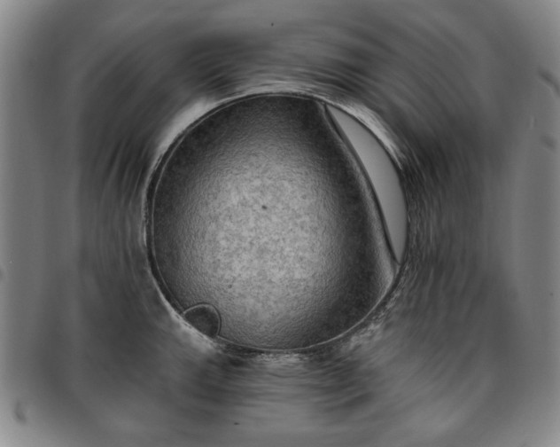 X0000096661143200802191300