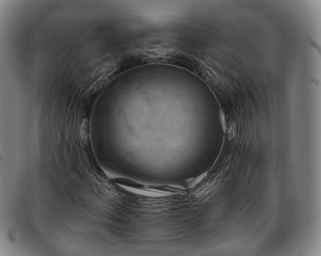 X0000096661156200802191259