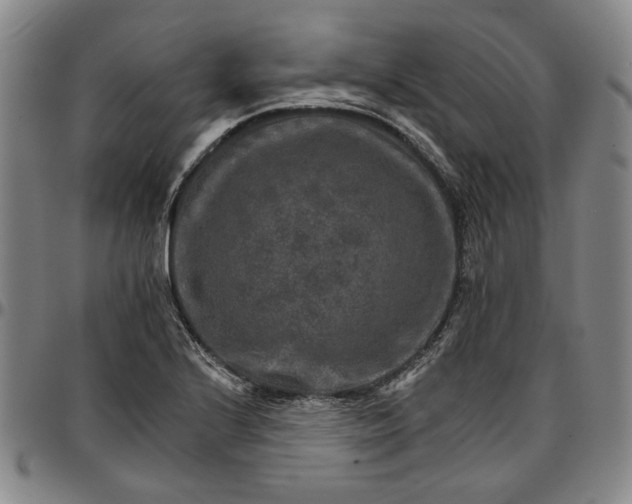 X0000096661224200802191258