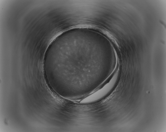 X0000096661229200802191259