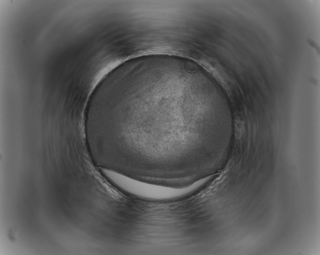 X0000096661230200802191259