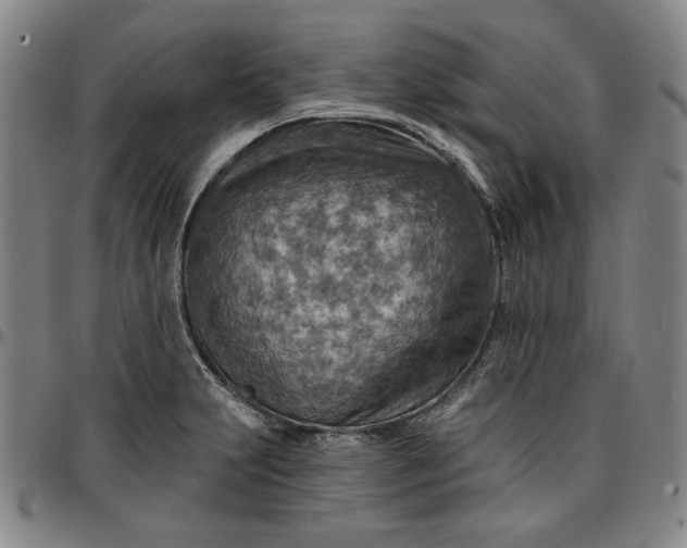 X0000096661231200802191259