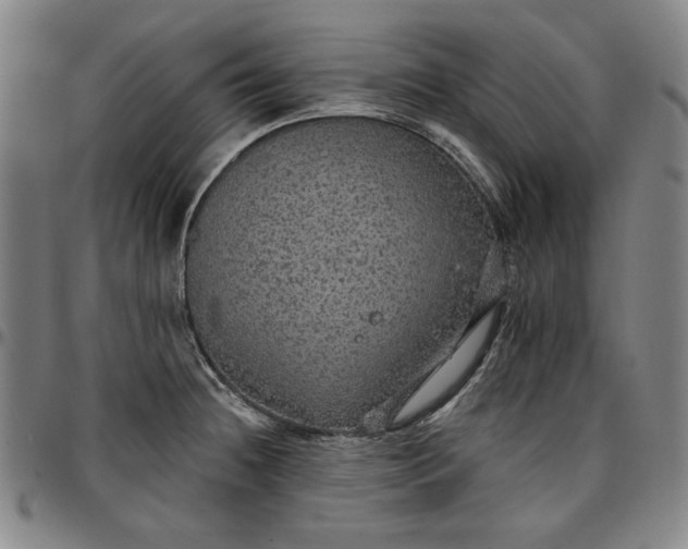 X0000096661236200802191259