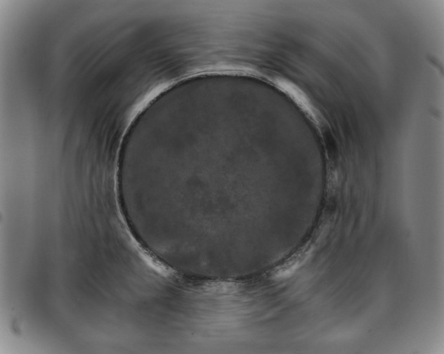 X0000096661237200802191259