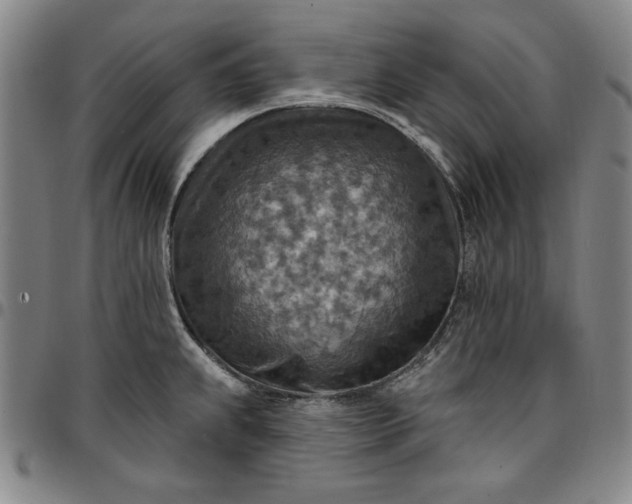 X0000096661239200802191259