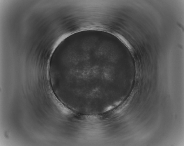 X0000096661246200802191259