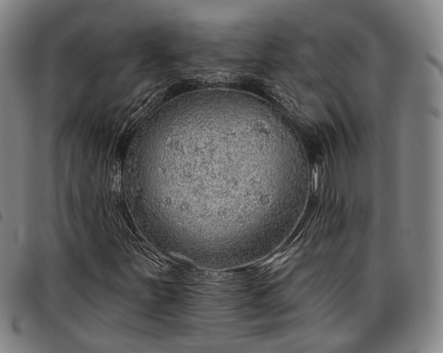 X0000096661251200802191258