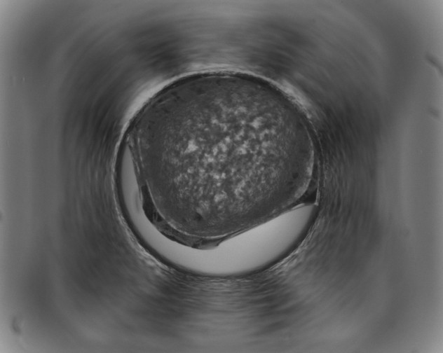 X0000096661279200802191258