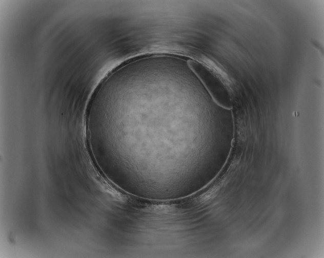 X0000096661280200802191258